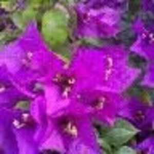 Meet your Posher, Irene